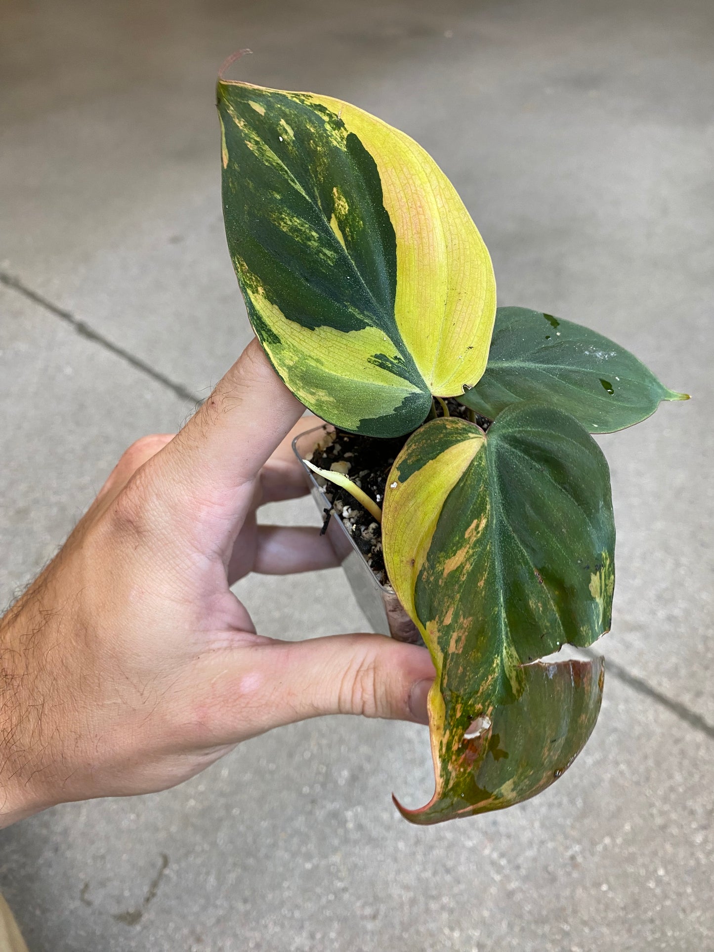 Philodendron Micans Variegated