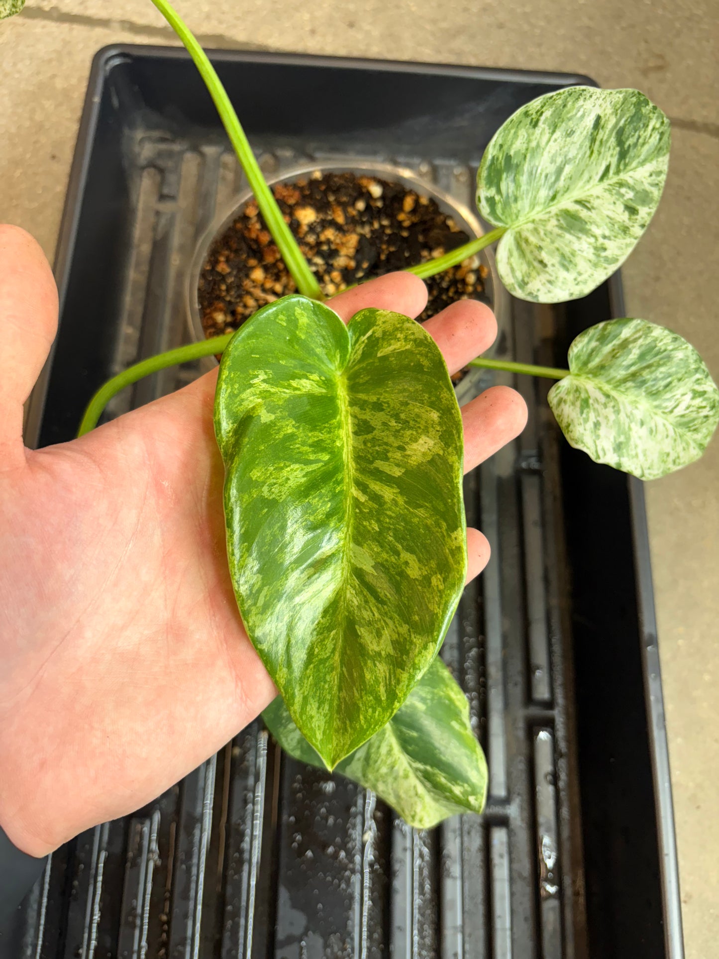 Philodendron Gigantium Blizzard