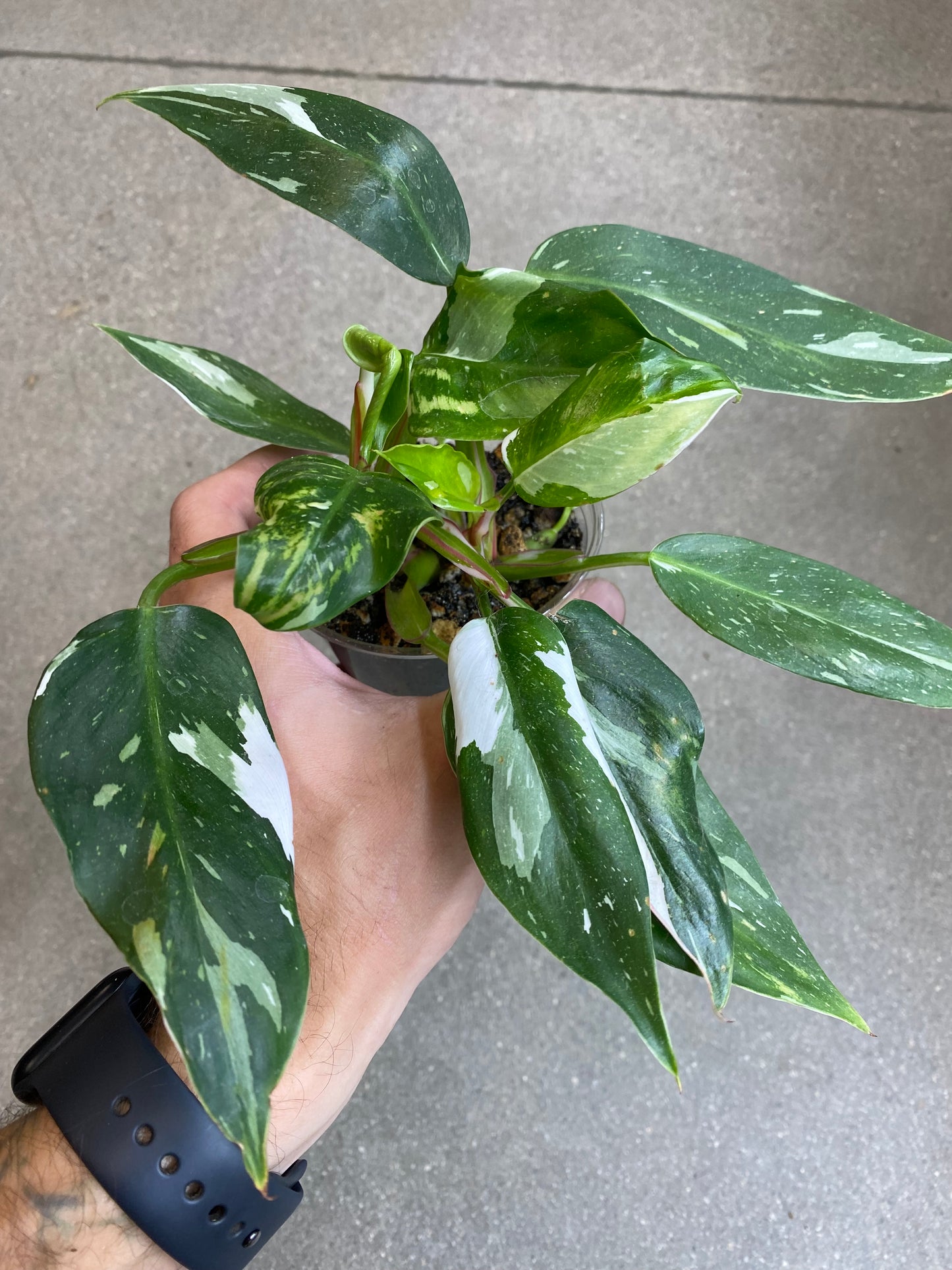 Philodendron White Princess