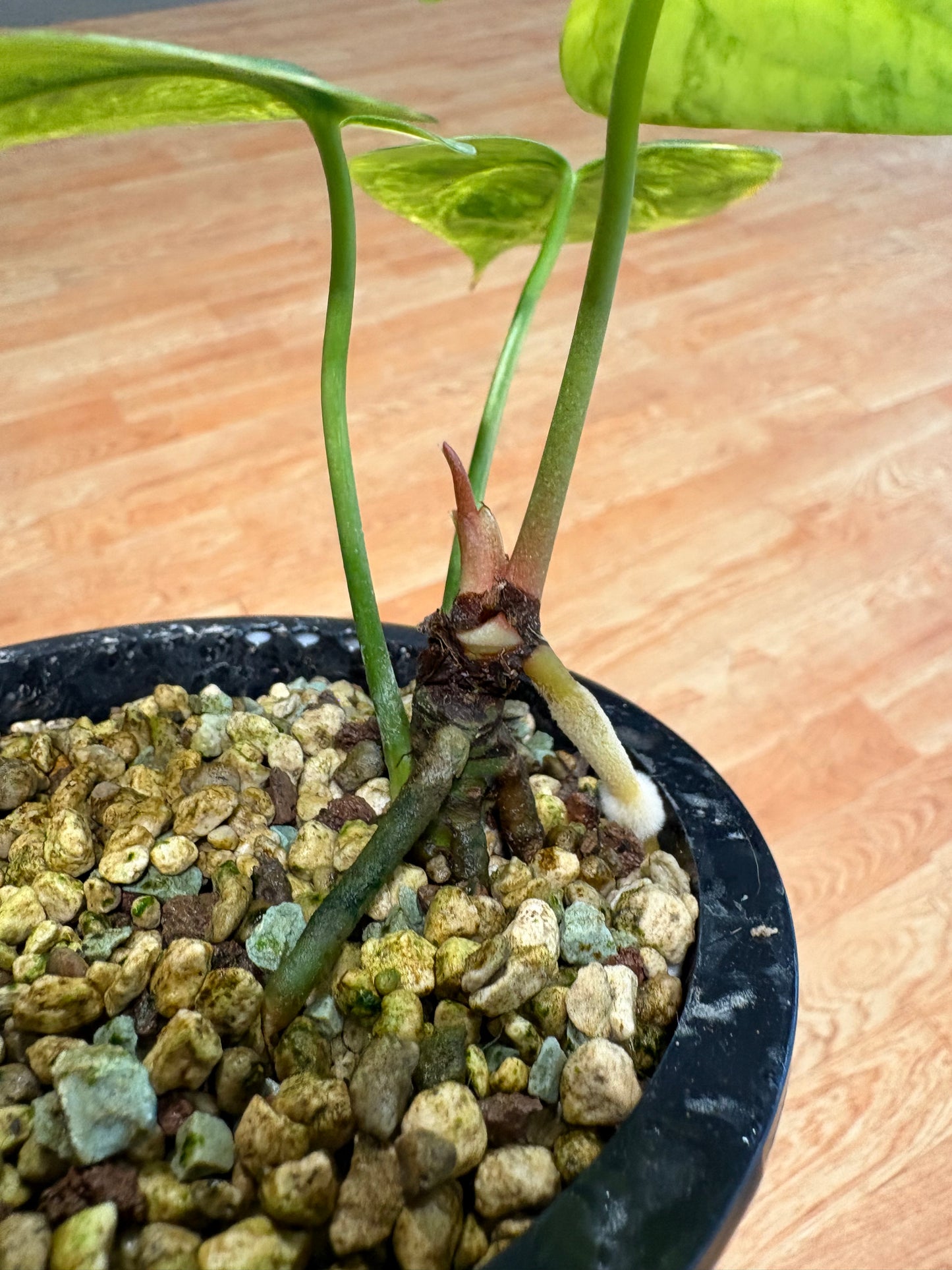 Anthurium Clarinervium Variegated