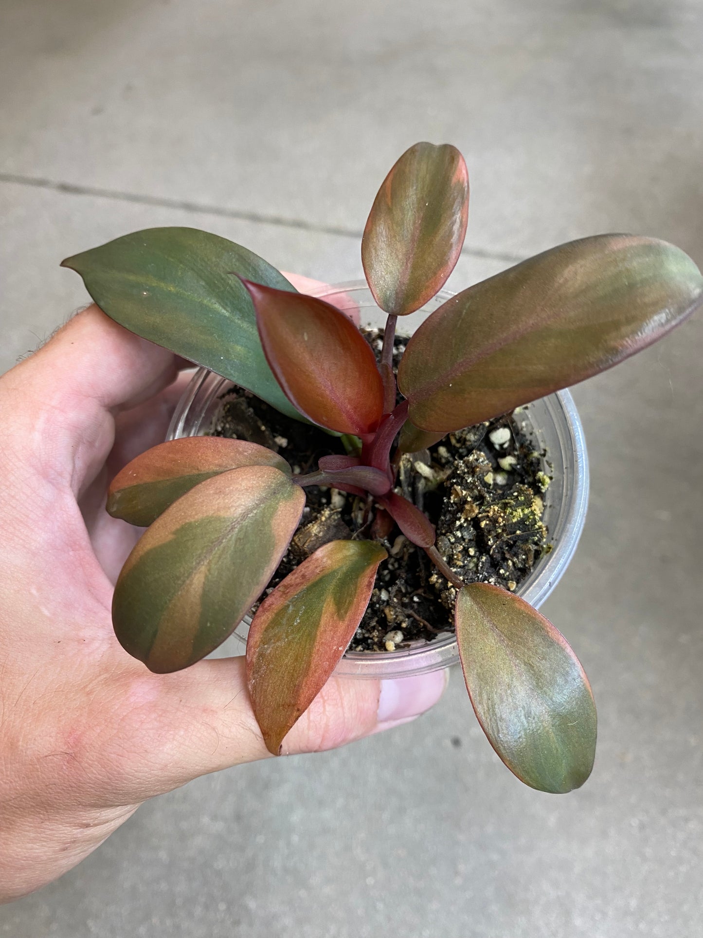 Philodendron Black Cardinal Variegated