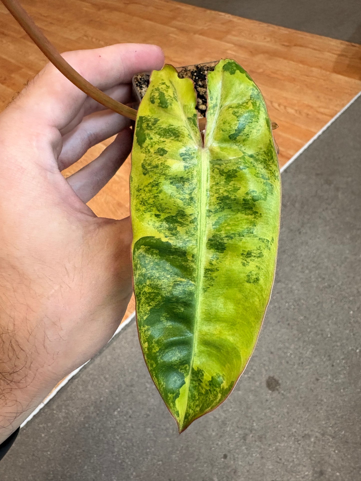 Philodendron Billietiae Variegated
