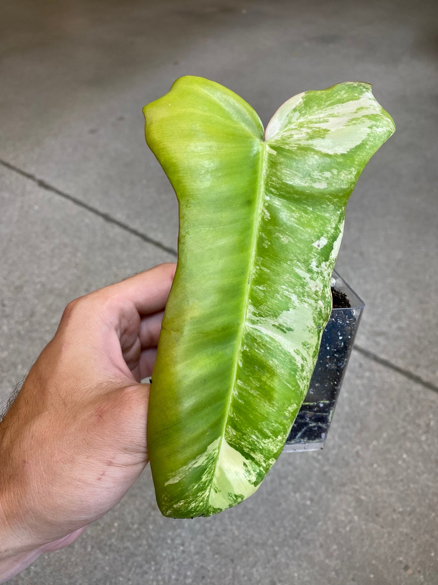 Philodendron Paraiso Verde x Florida Beauty - Rooted Cutting
