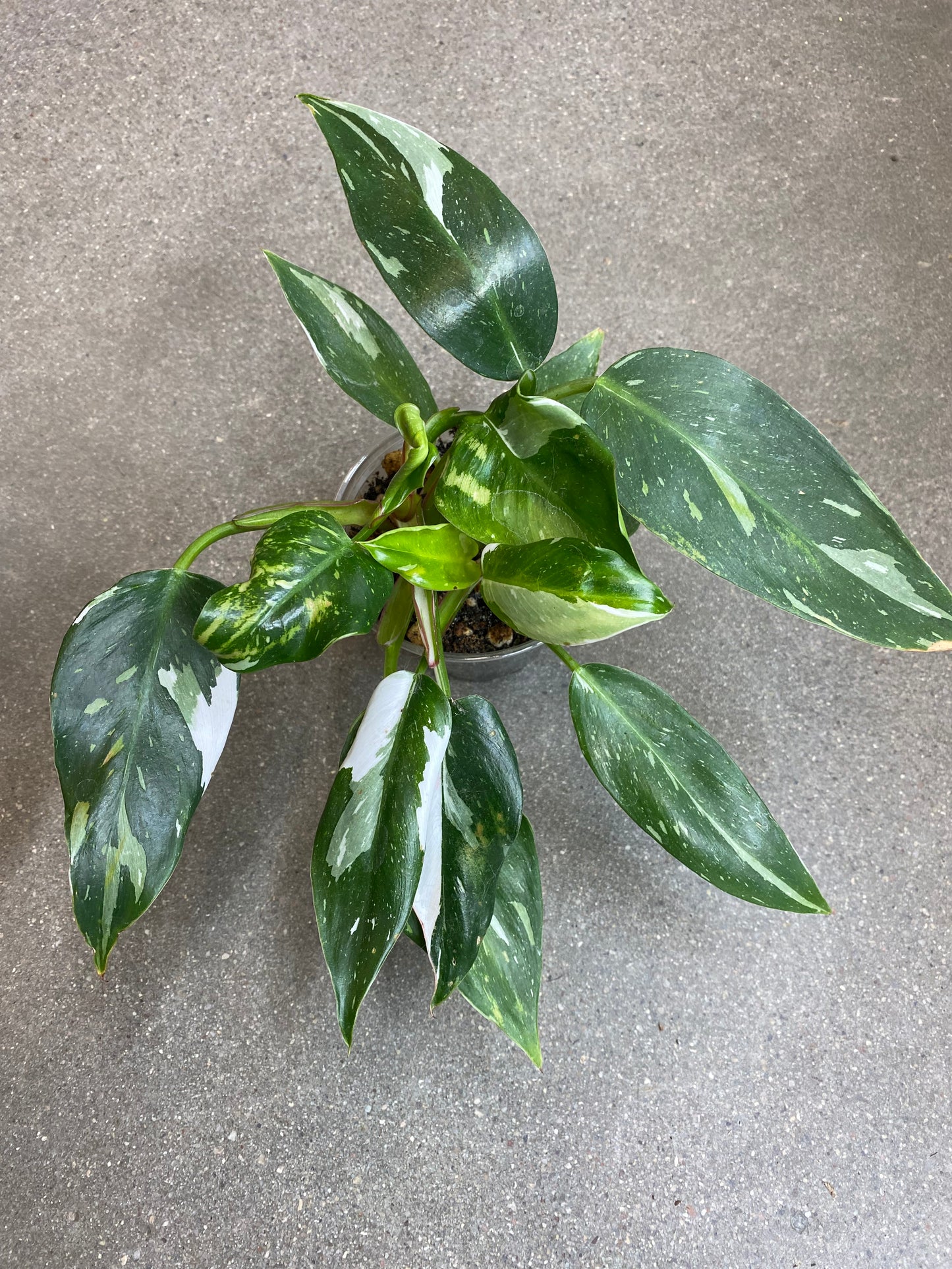 Philodendron White Princess
