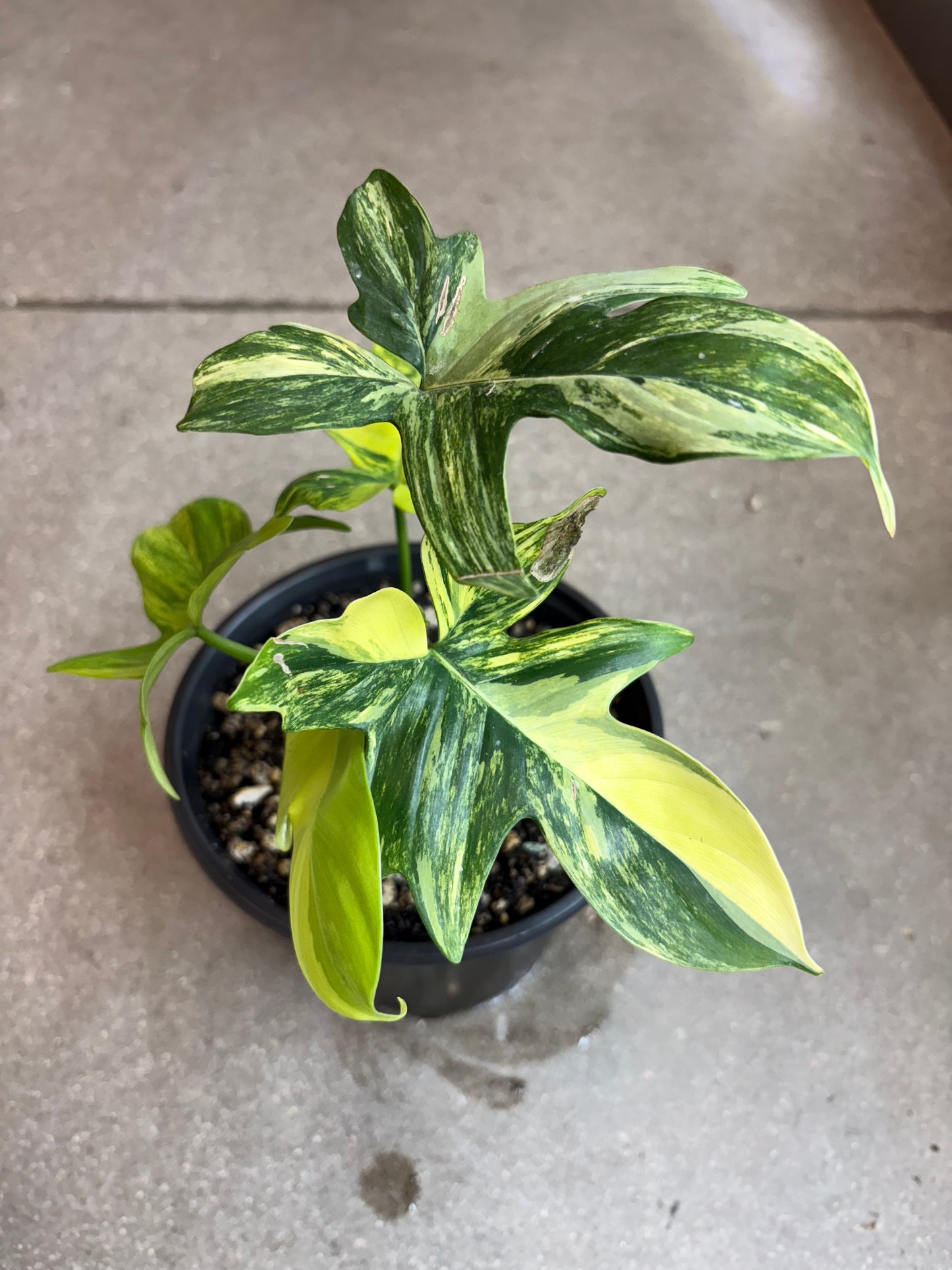 Philodendron Pedatum Variegated