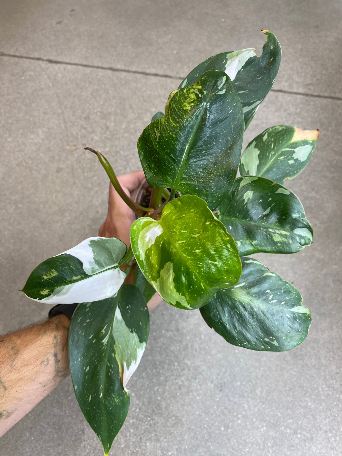 Philodendron White Princess