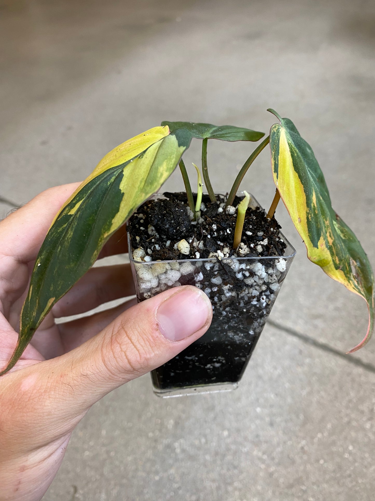 Philodendron Micans Variegated