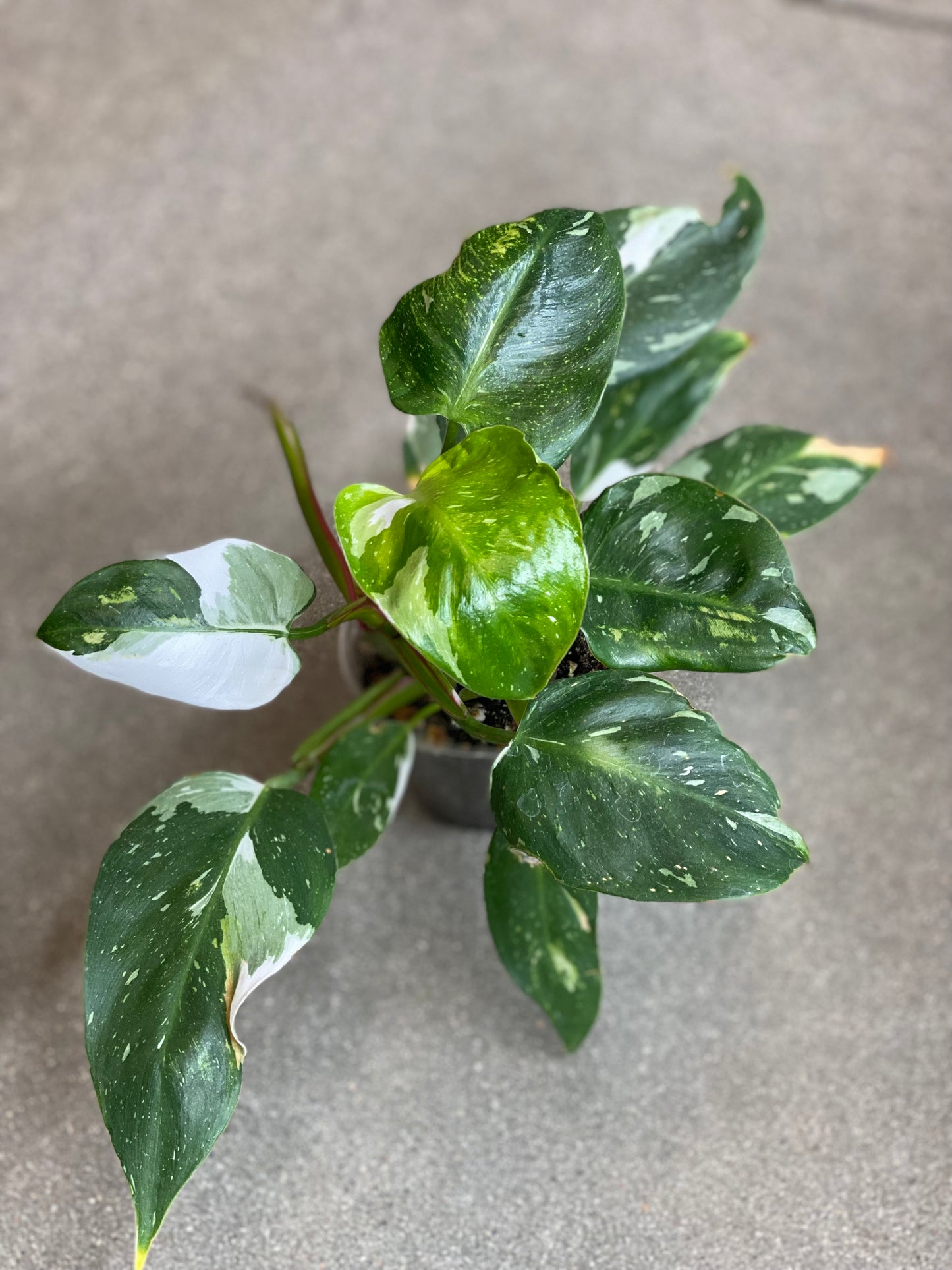 Philodendron White Princess
