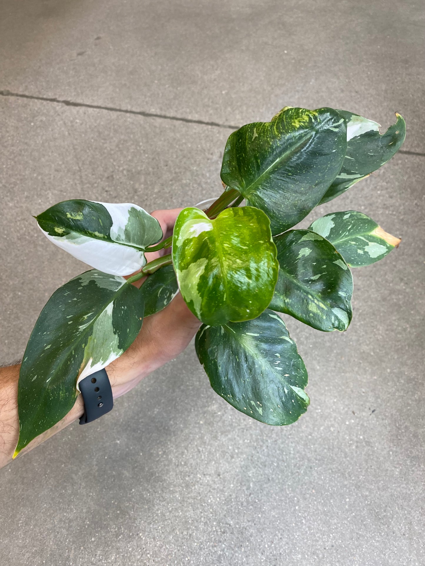 Philodendron White Princess
