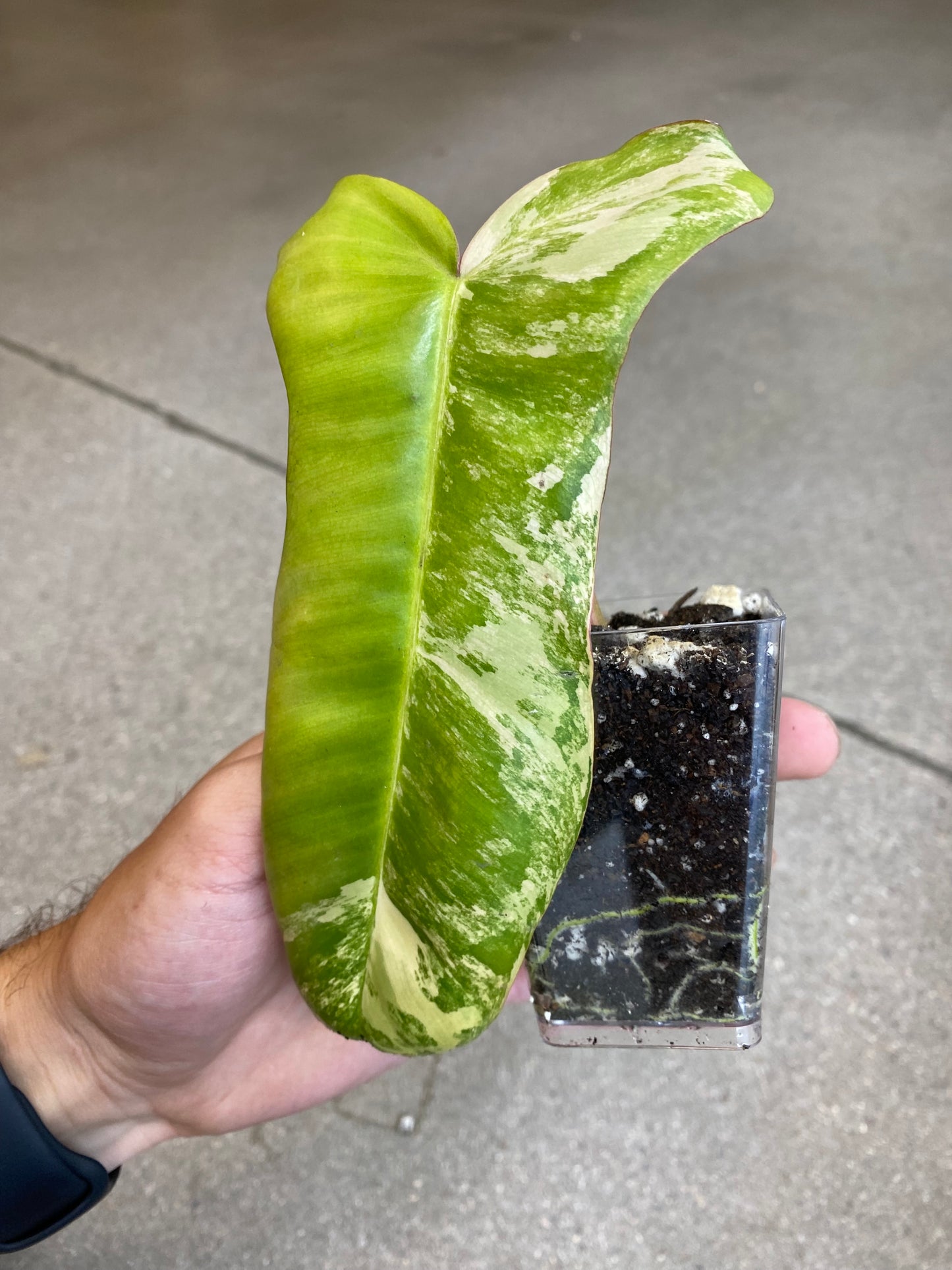 Philodendron Paraiso Verde x Florida Beauty - Rooted Cutting