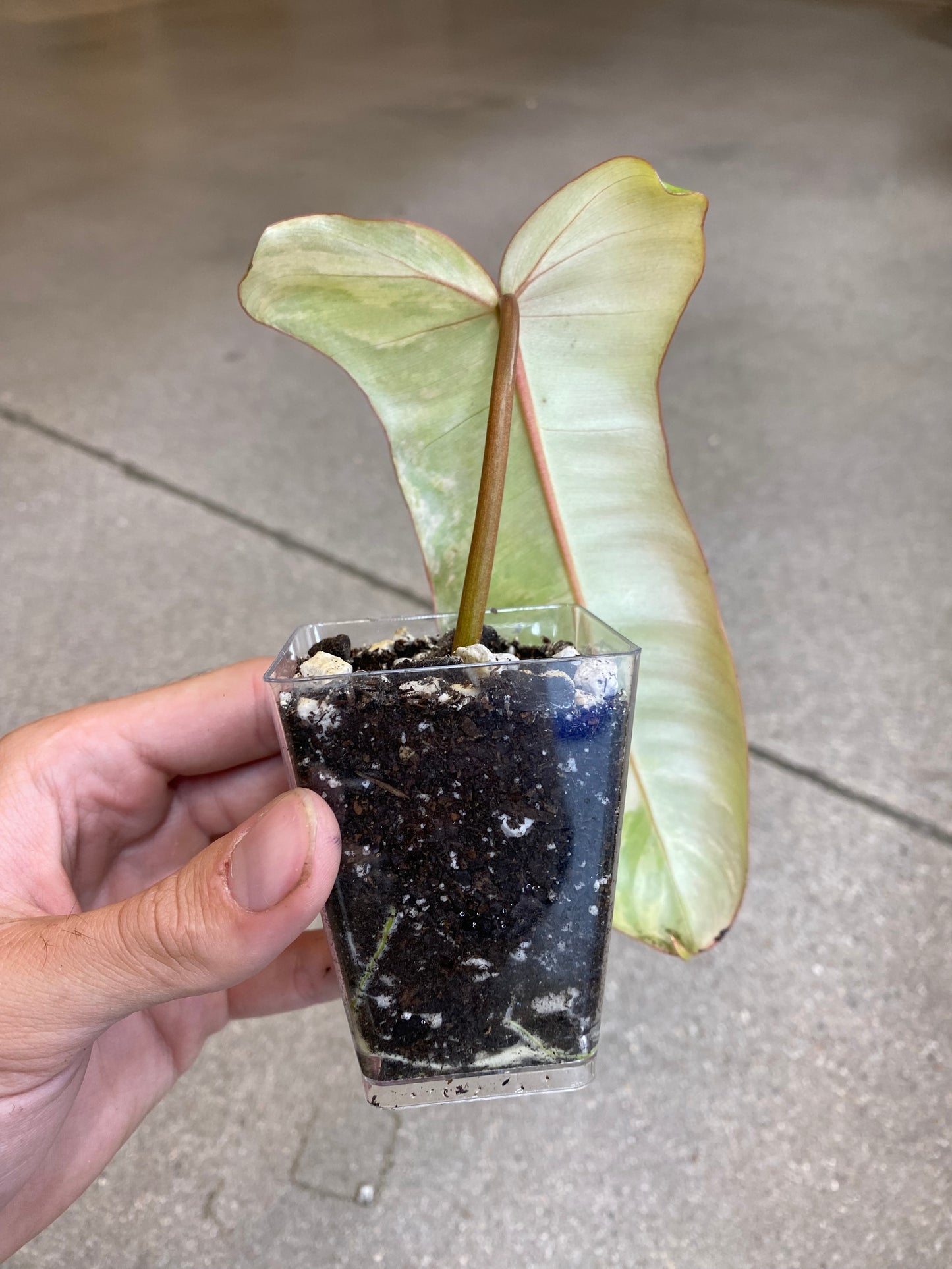 Philodendron Paraiso Verde x Florida Beauty - Rooted Cutting