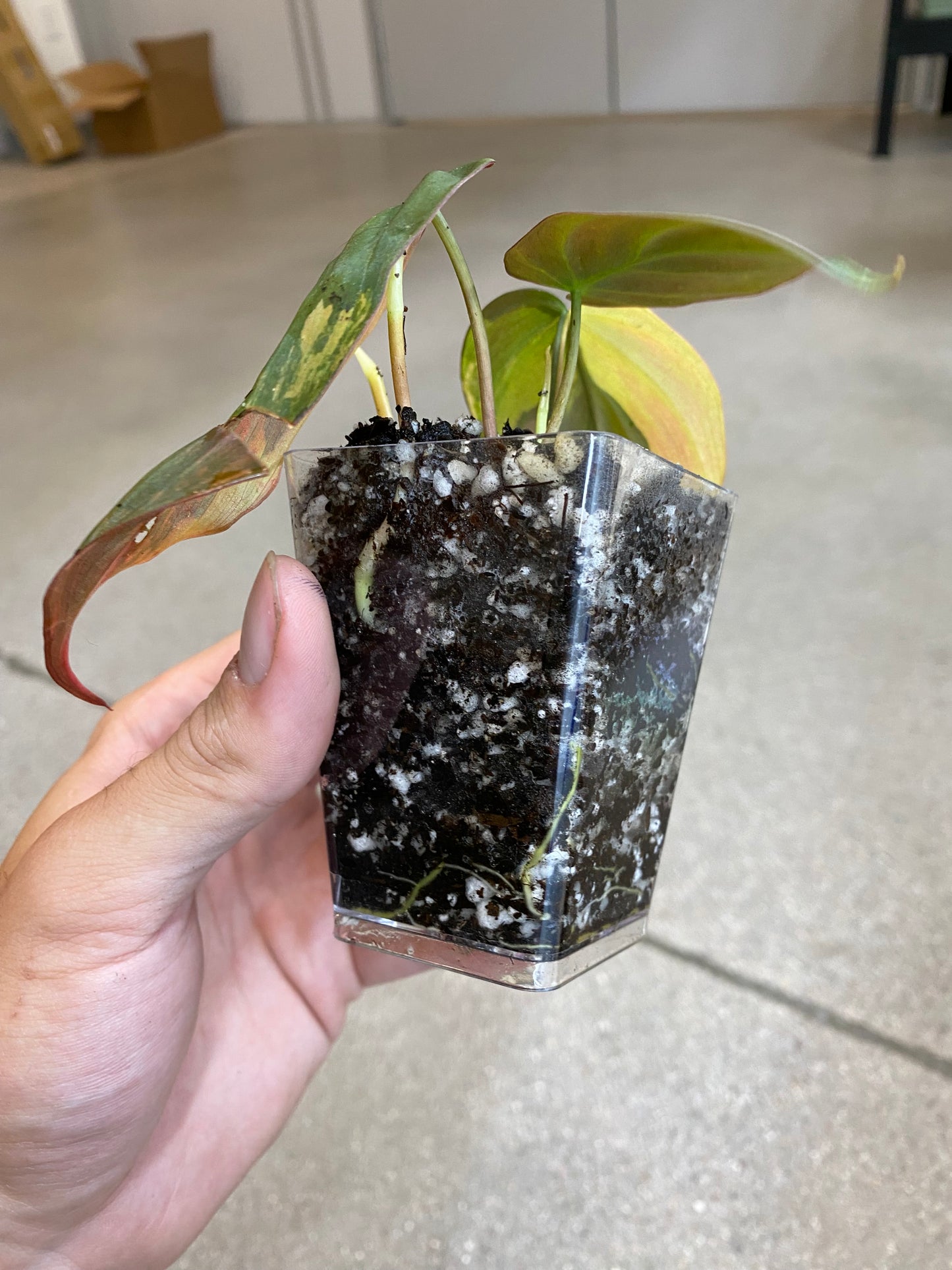 Philodendron Micans Variegated