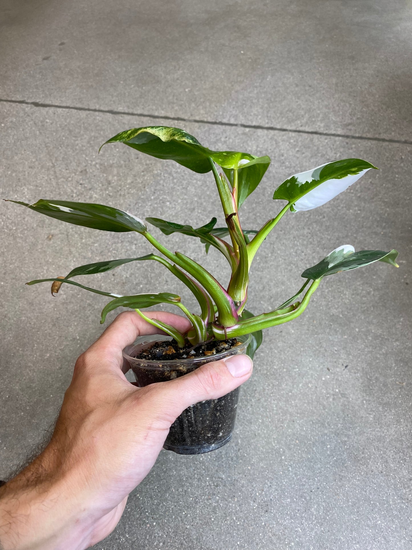 Philodendron White Princess