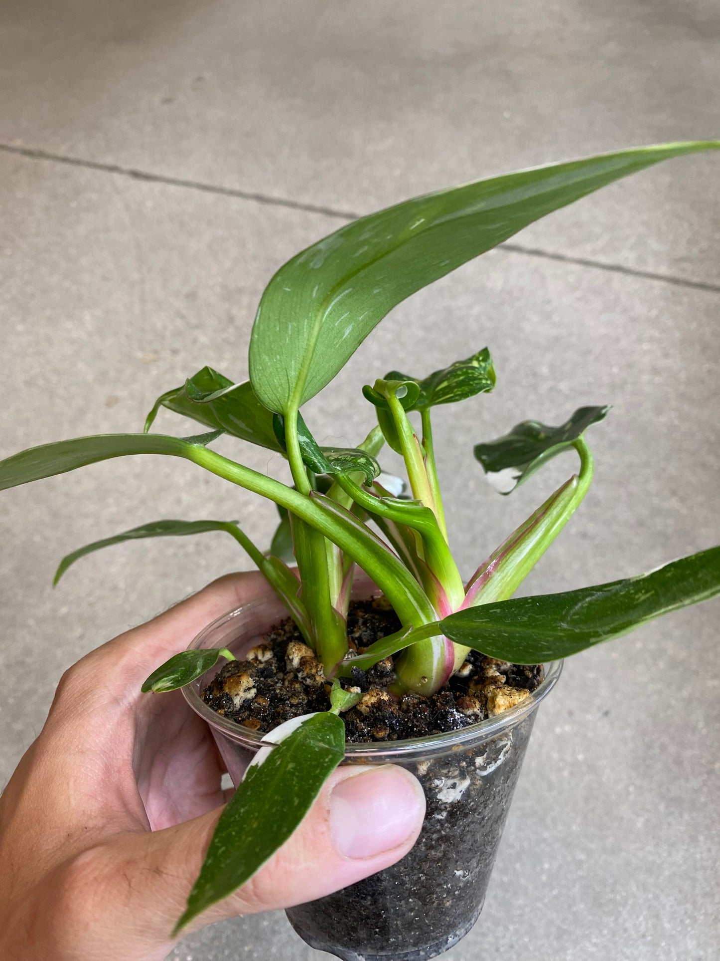Philodendron White Princess
