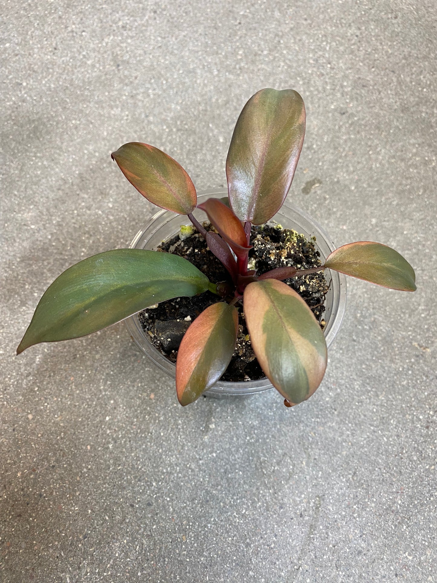 Philodendron Black Cardinal Variegated