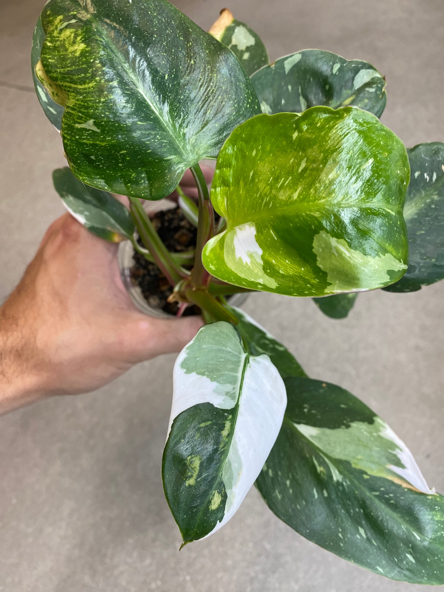 Philodendron White Princess
