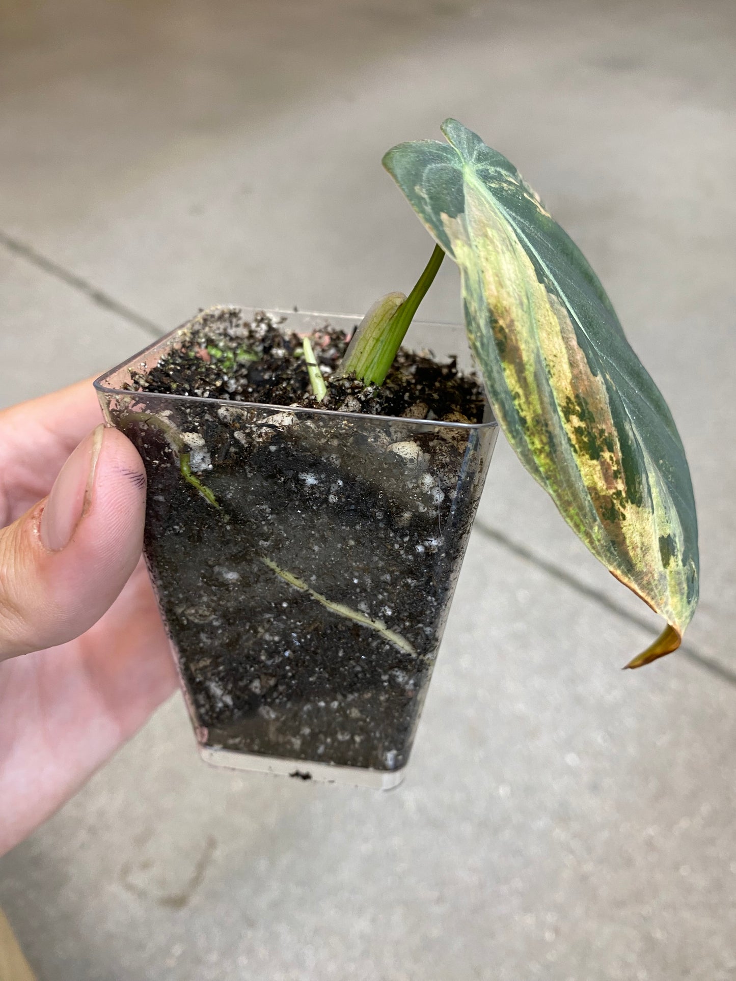 Philodendron Melanochrysum Variegated - Rooted Cutting