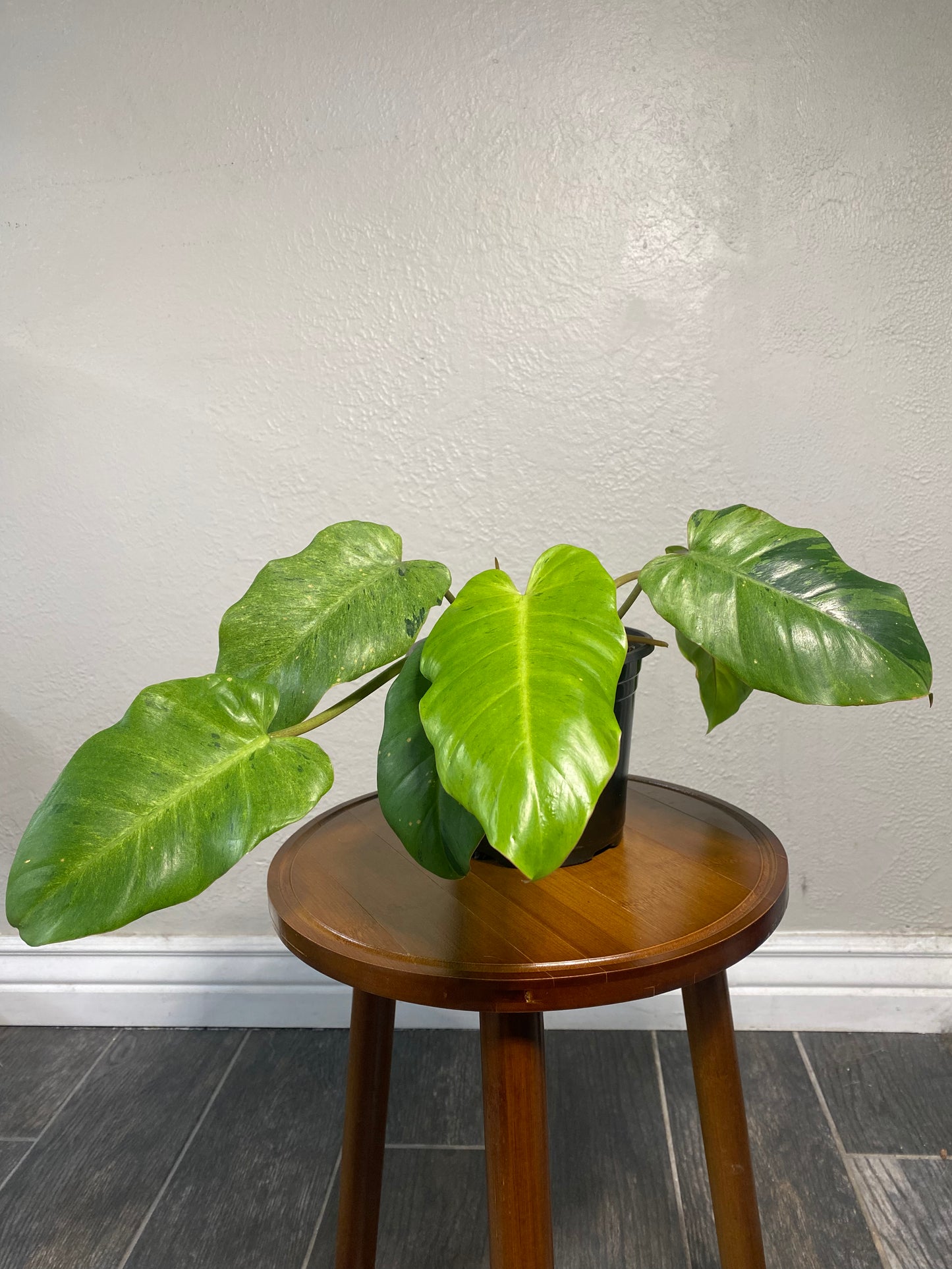 Philodendron Gigantium Blizzard