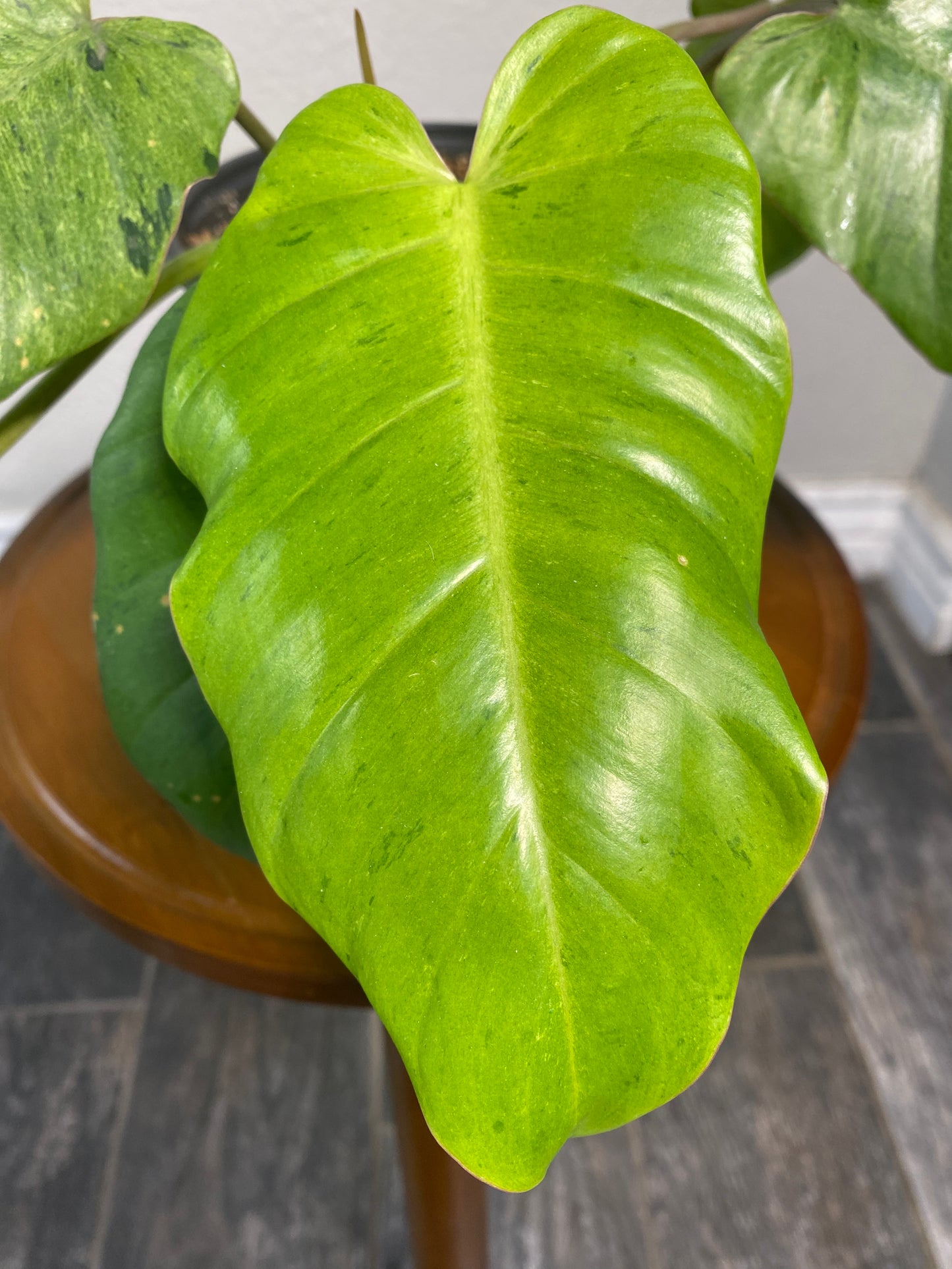 Philodendron Gigantium Blizzard
