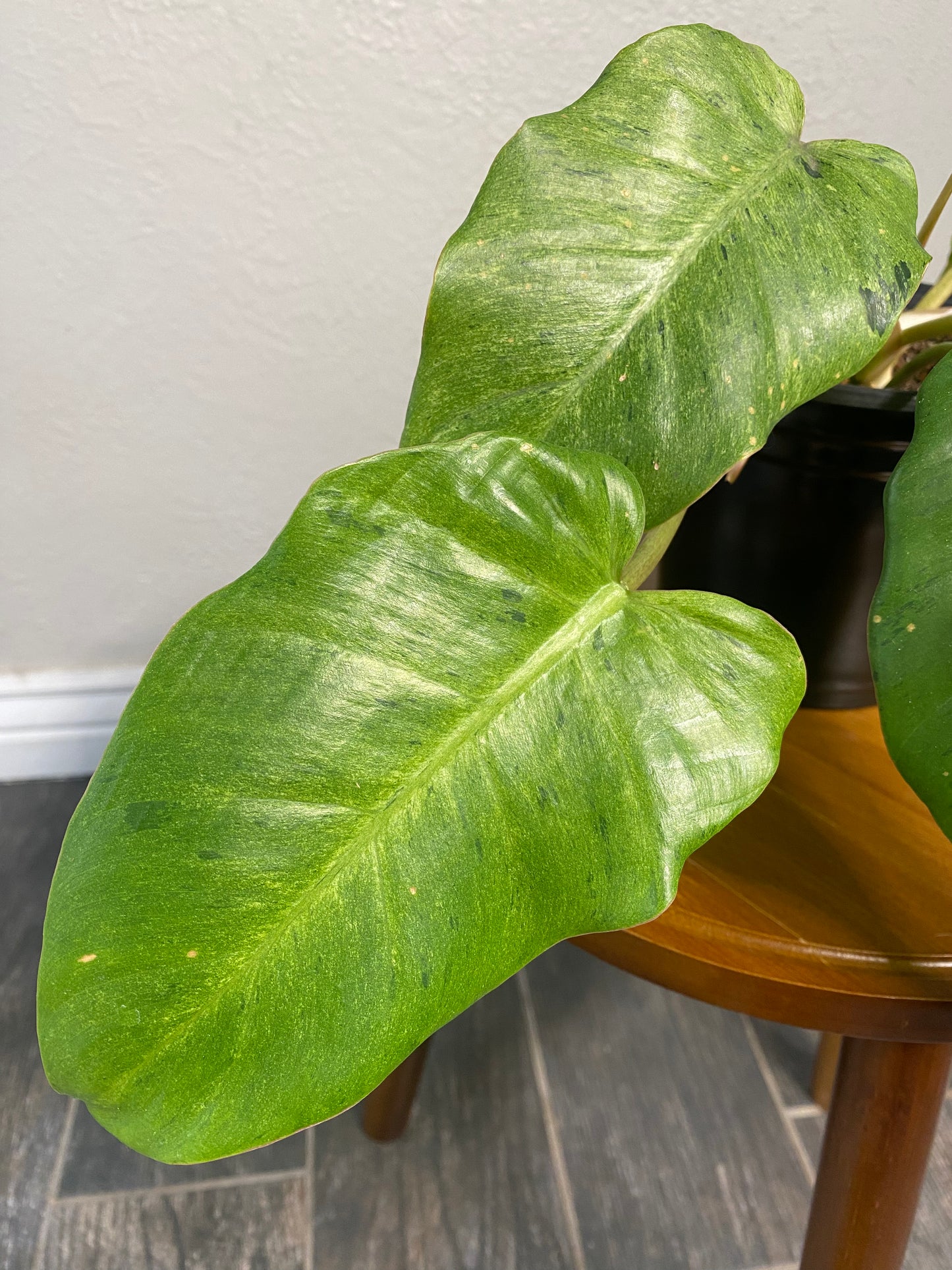 Philodendron Gigantium Blizzard