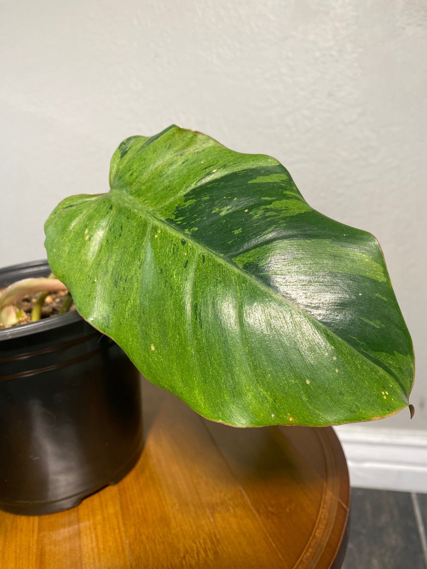 Philodendron Gigantium Blizzard