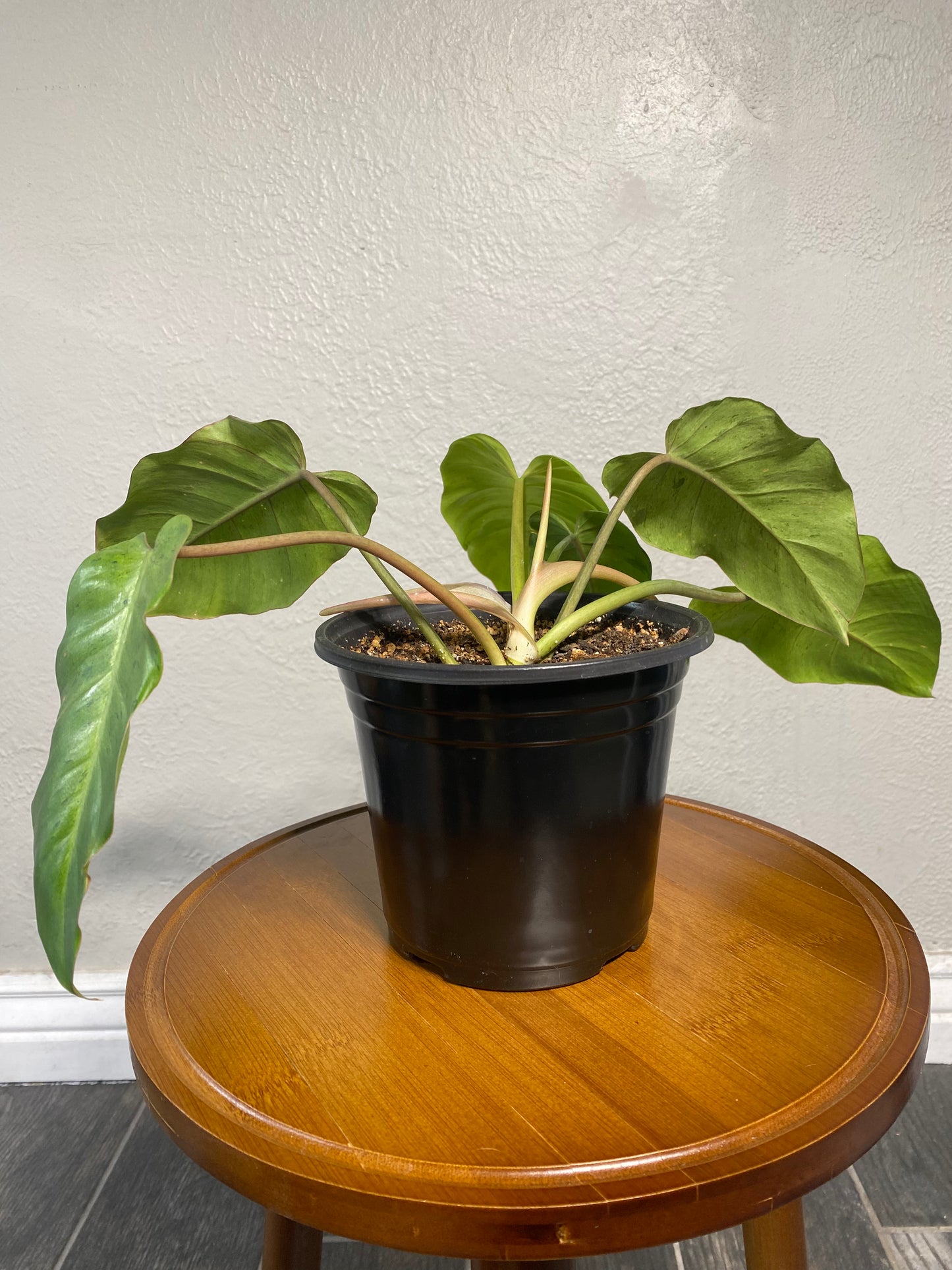 Philodendron Gigantium Blizzard