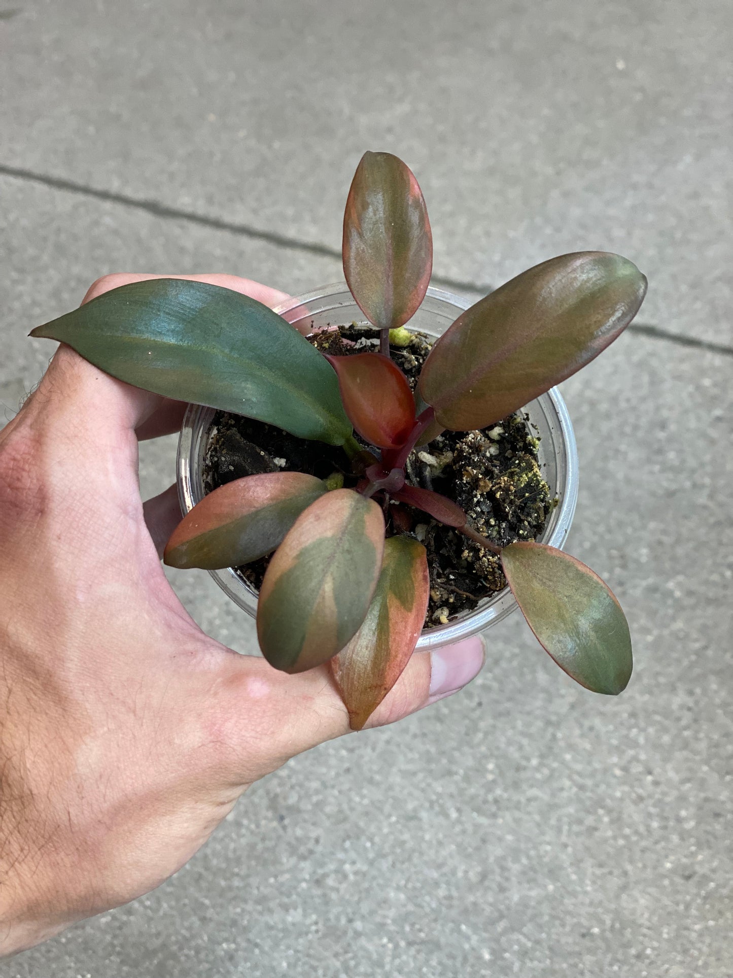 Philodendron Black Cardinal Variegated