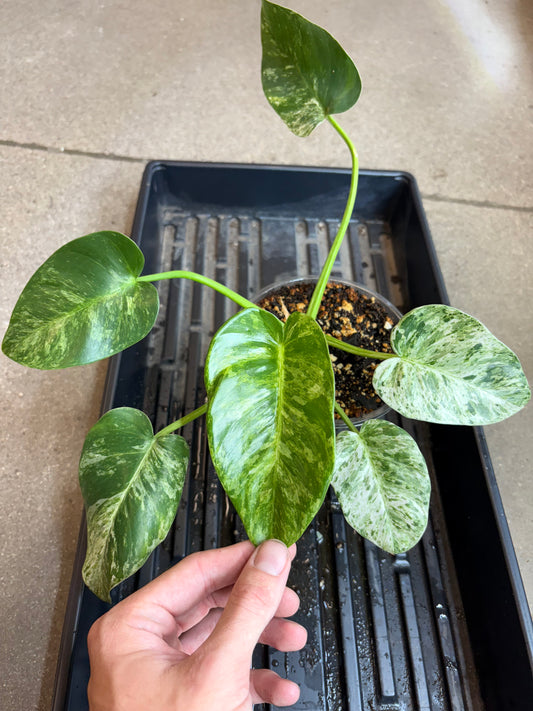 Philodendron Gigantium Blizzard