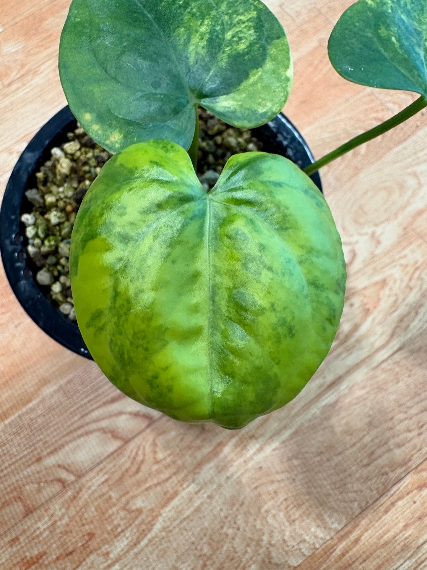 Anthurium Clarinervium Variegated