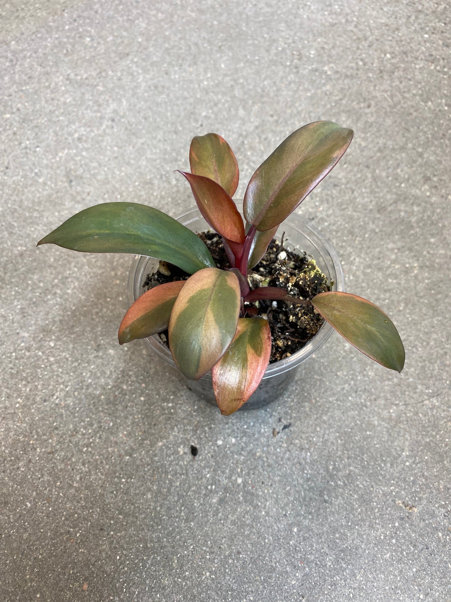 Philodendron Black Cardinal Variegated