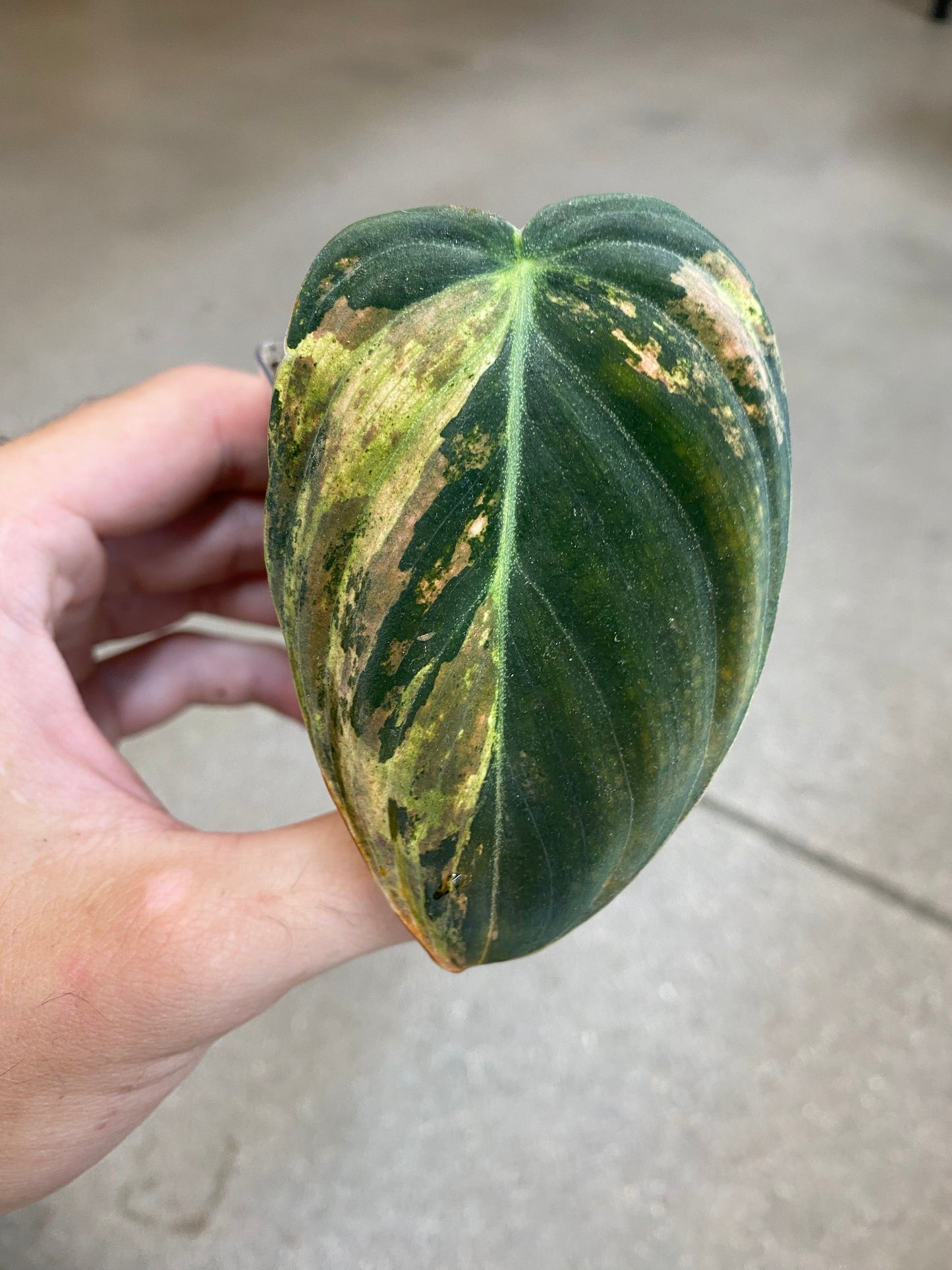 Philodendron Melanochrysum Variegated - Rooted Cutting