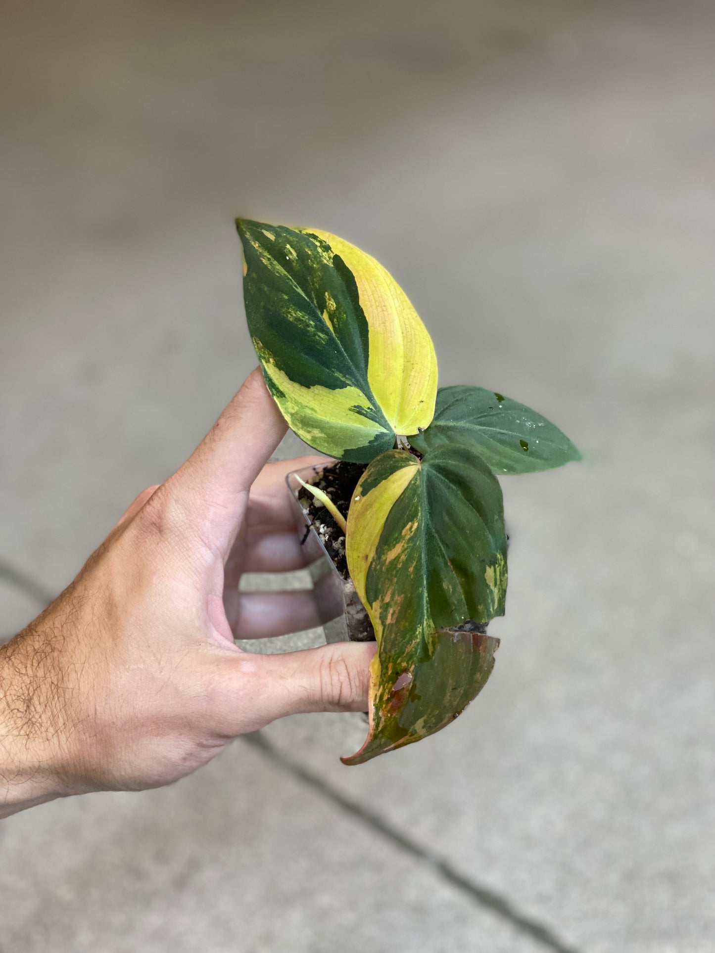 Philodendron Micans Variegated