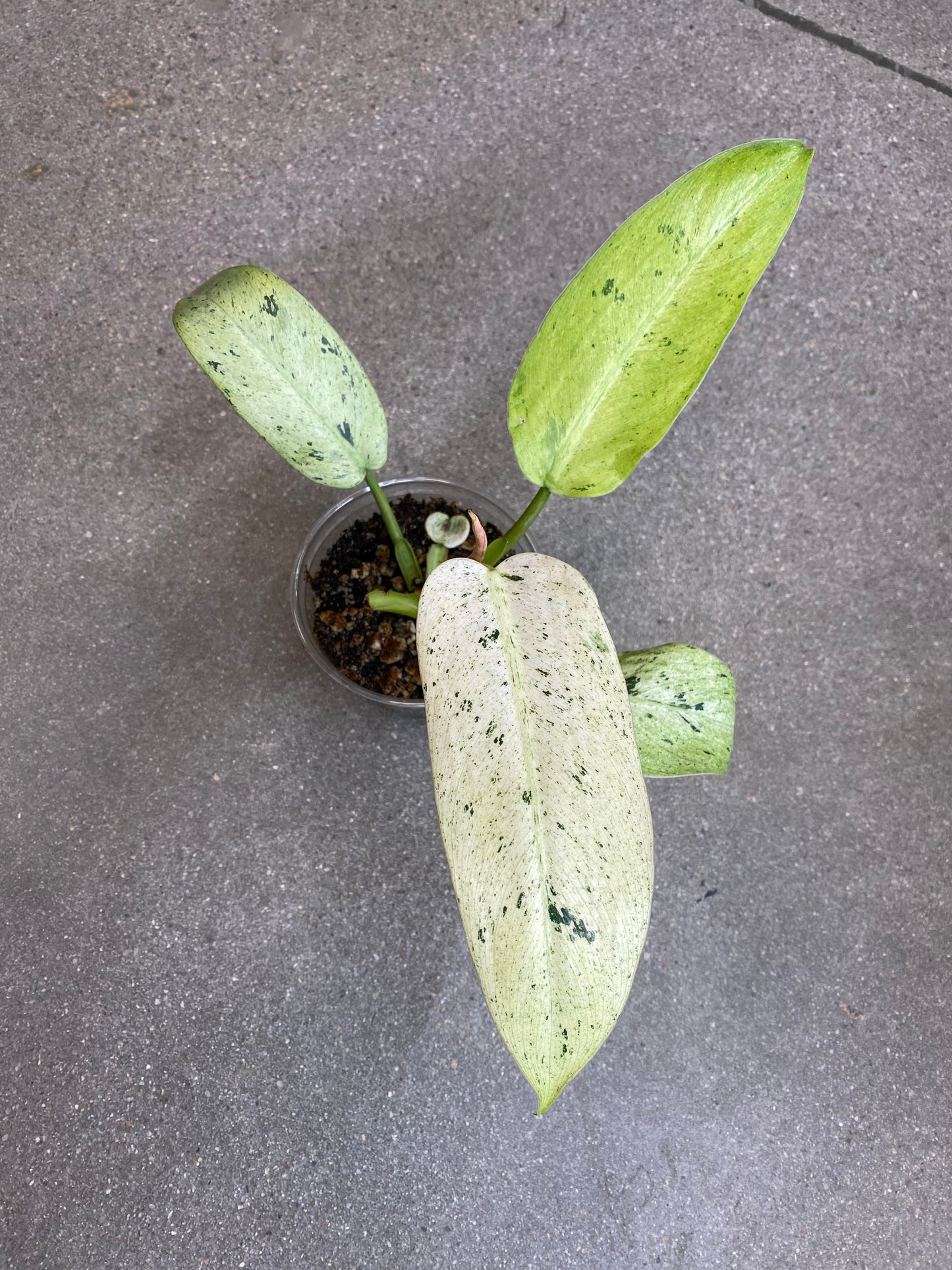 Philodendron Whipple Way