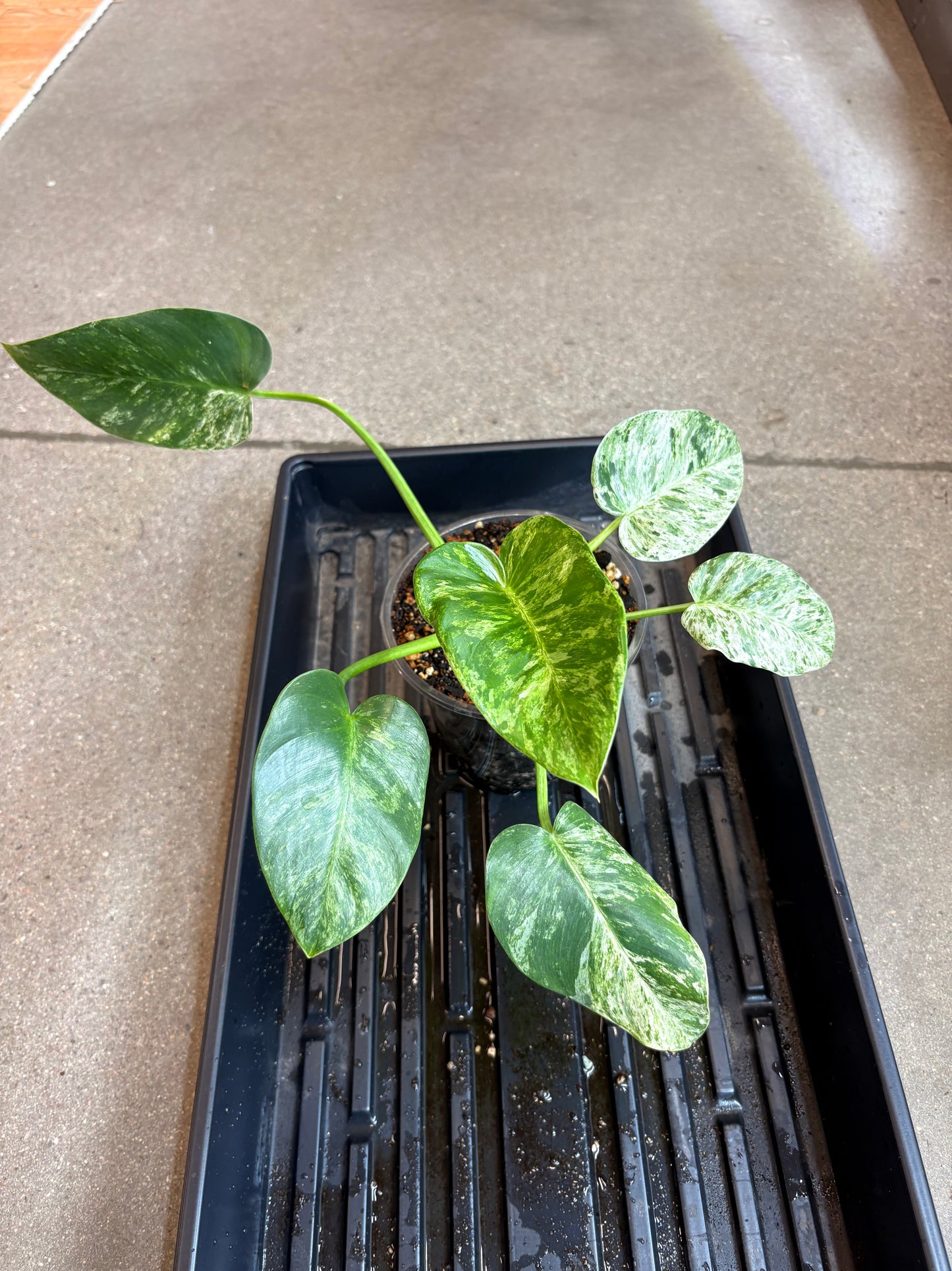 Philodendron Gigantium Blizzard