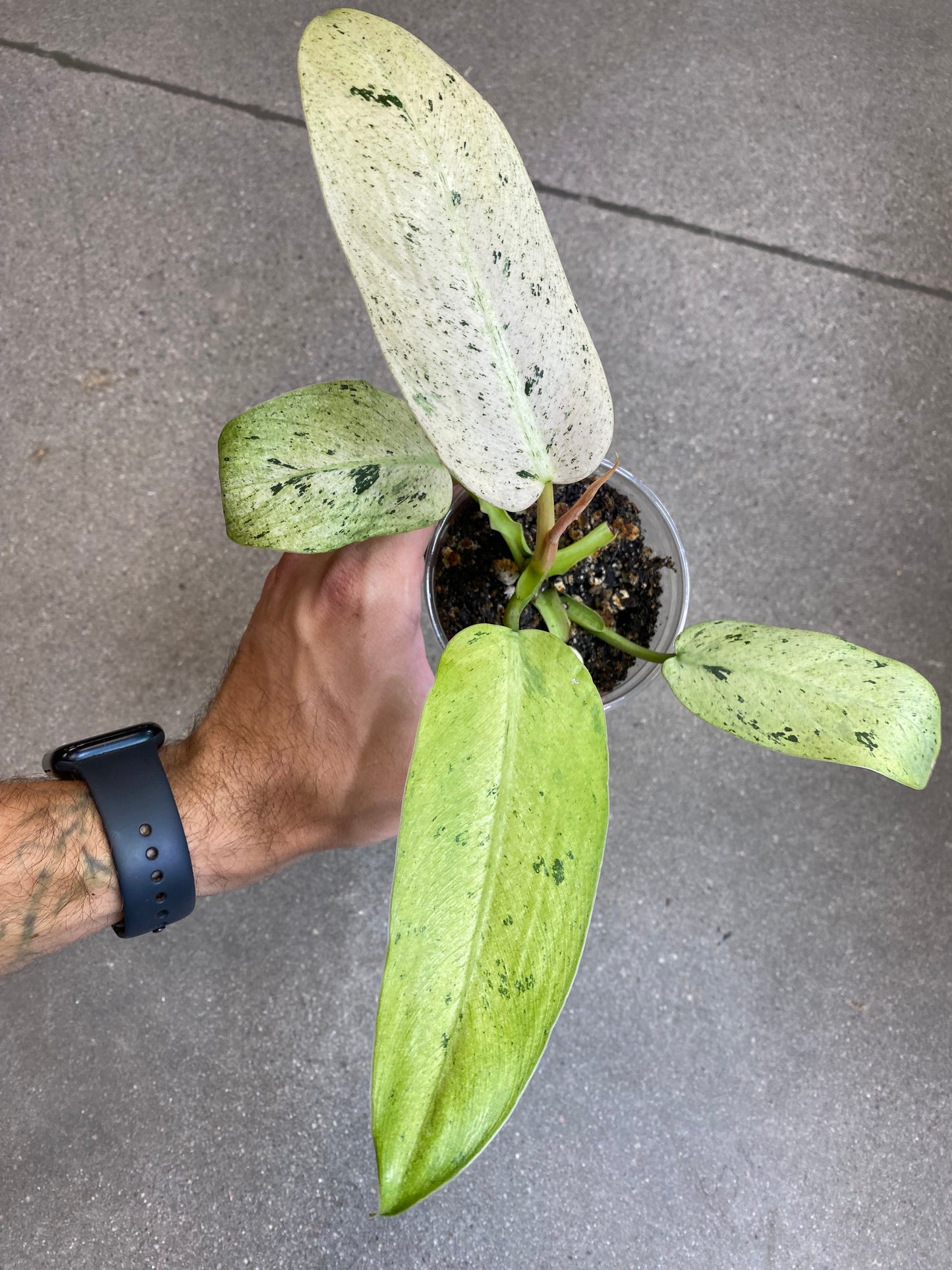 Philodendron Whipple Way