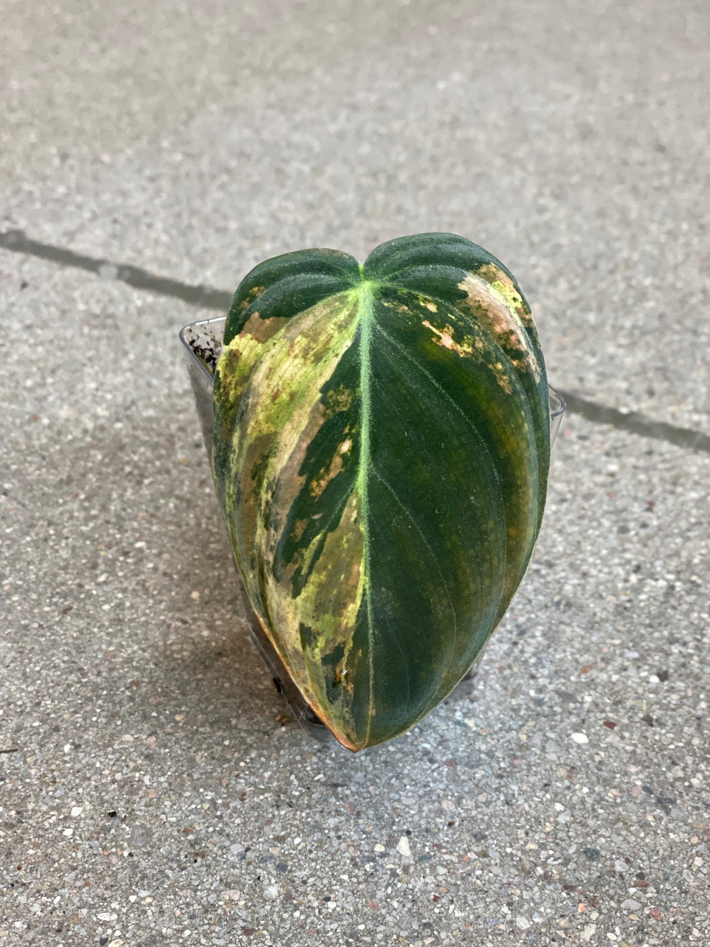 Philodendron Melanochrysum Variegated - Rooted Cutting