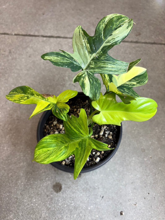 Philodendron Pedatum Variegated