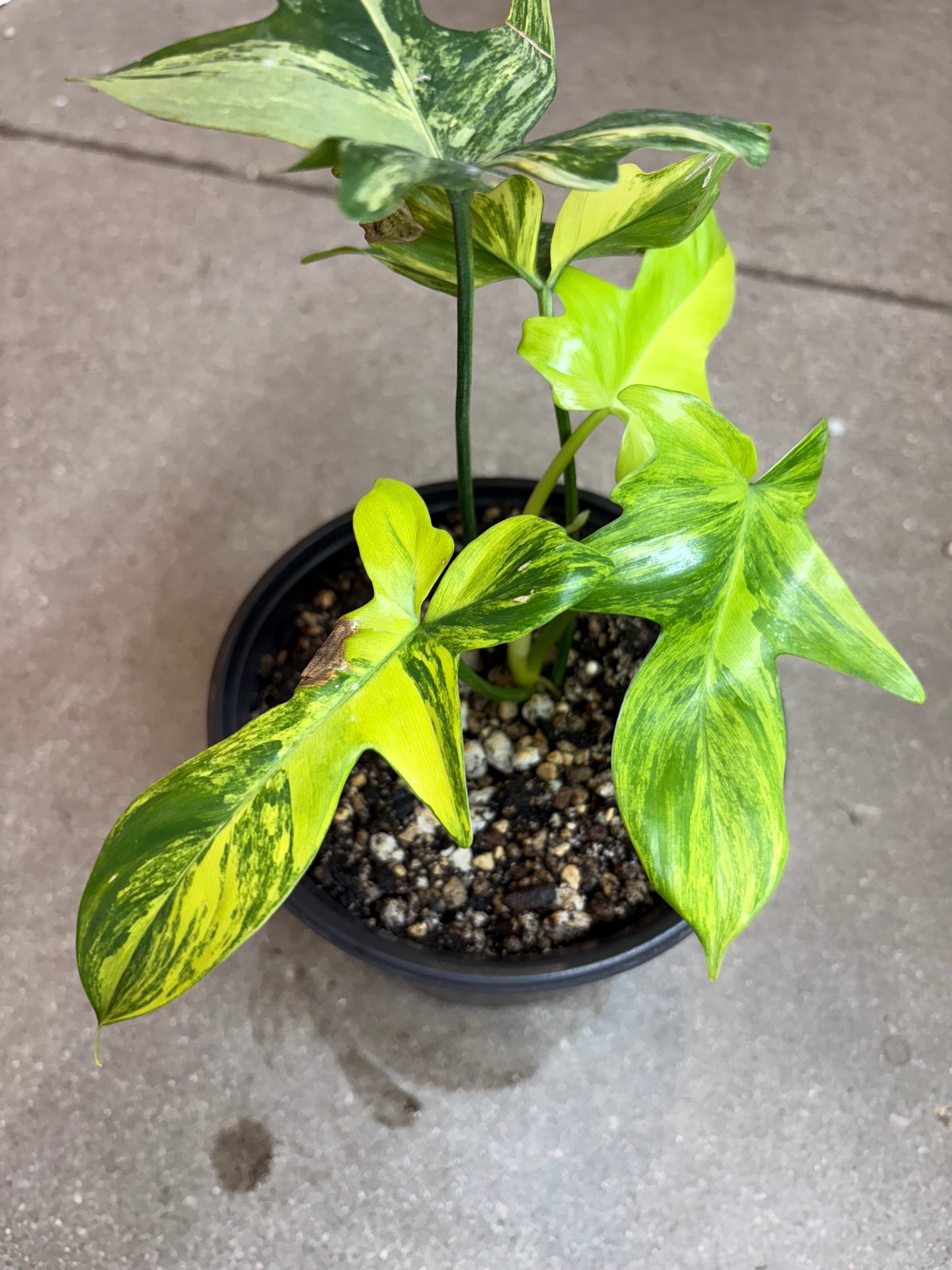 Philodendron Pedatum Variegated