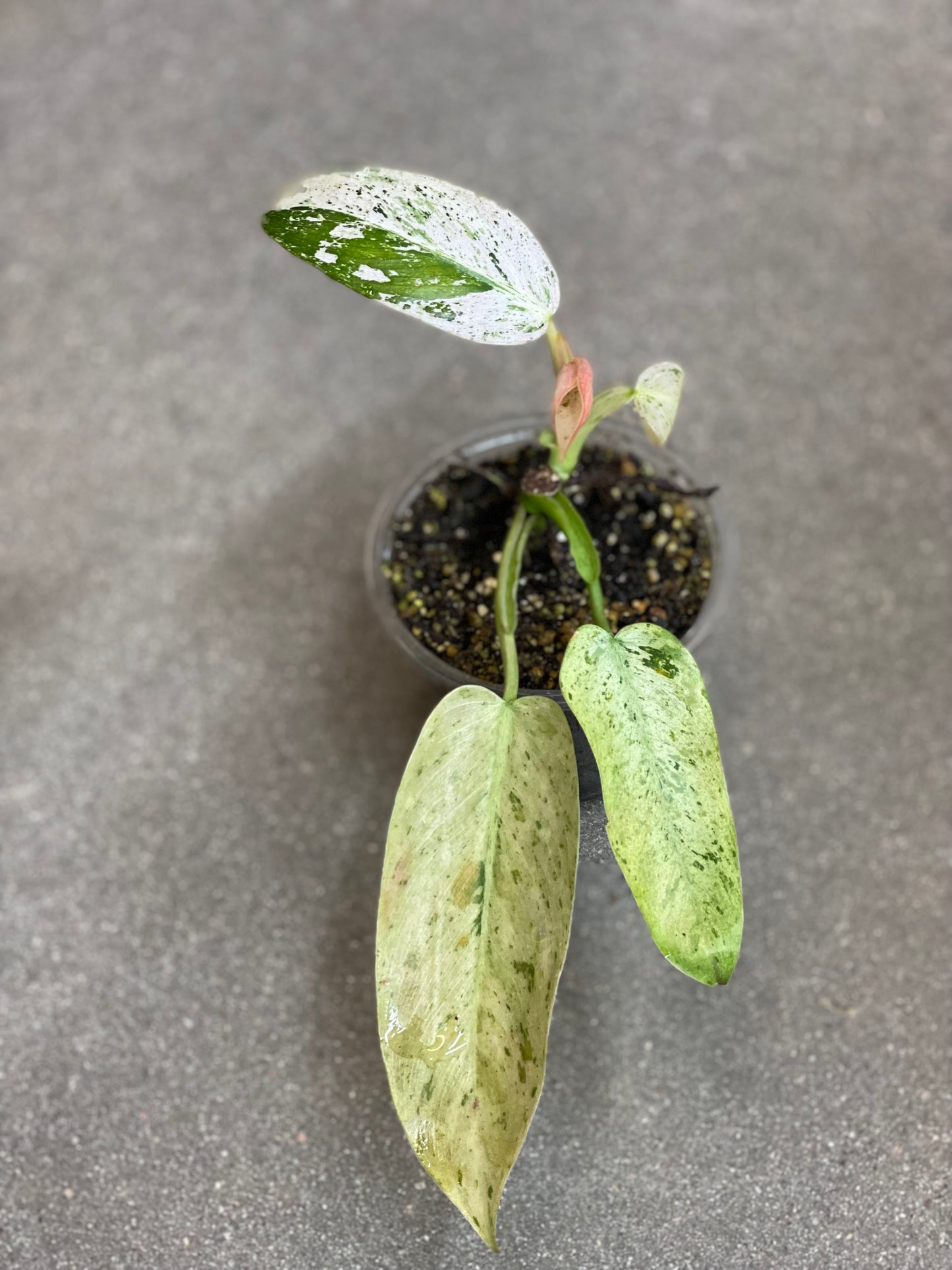 Philodendron Whipple Way