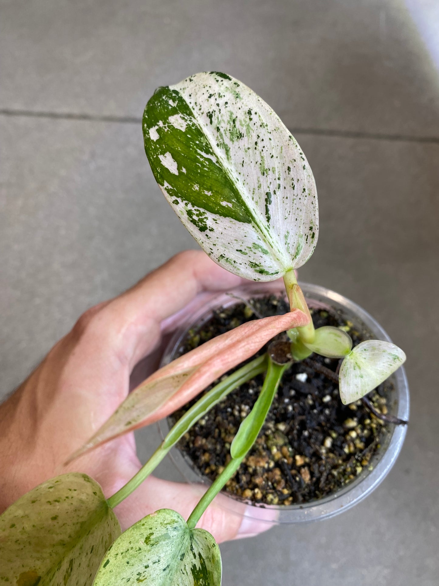 Philodendron Whipple Way