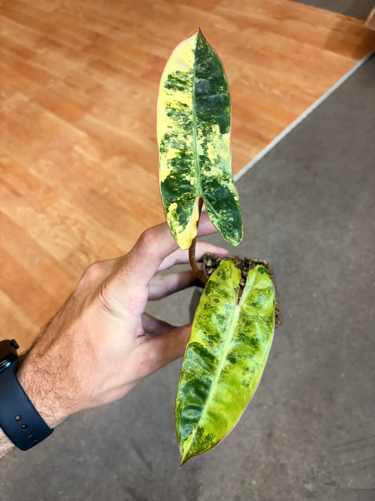 Philodendron Billietiae Variegated