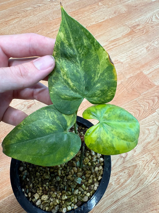 Anthurium Clarinervium Variegated