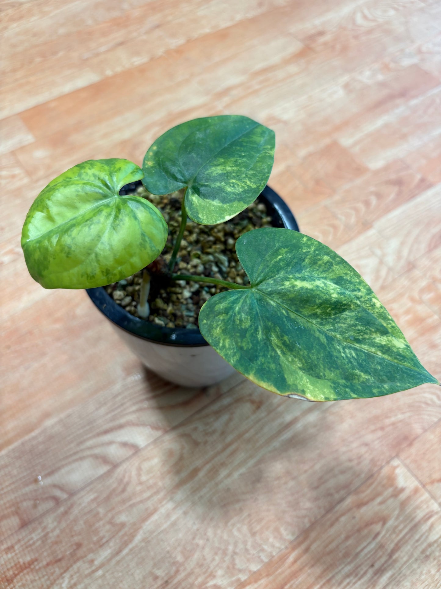Anthurium Clarinervium Variegated