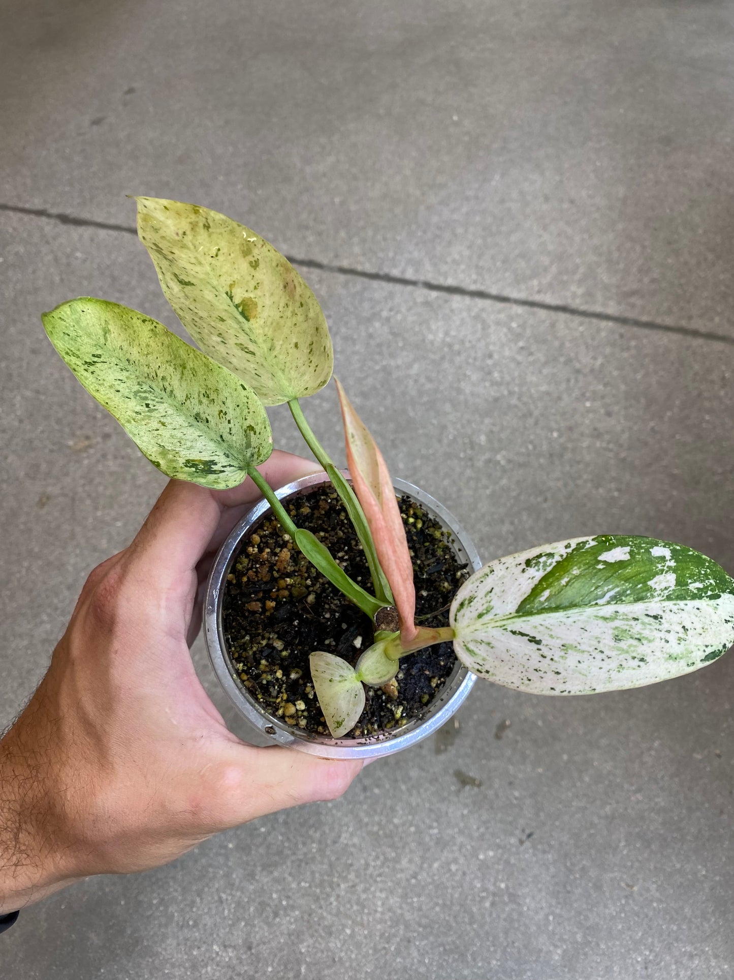 Philodendron Whipple Way