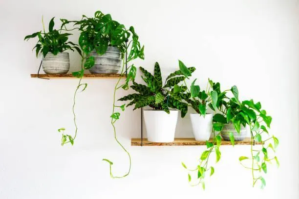 The Best Indoor Plants that Thrive without Sunlight – A Guide to Low Light Houseplants image 3