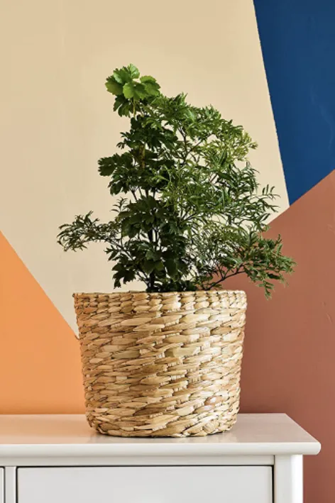 House Plants That Look Like Trees – Small Tree-Like Indoor Plant Options photo 2