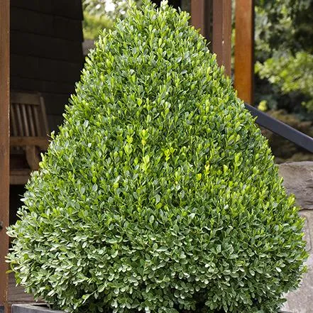 House Plants That Look Like Trees – Small Tree-Like Indoor Plant Options photo 3