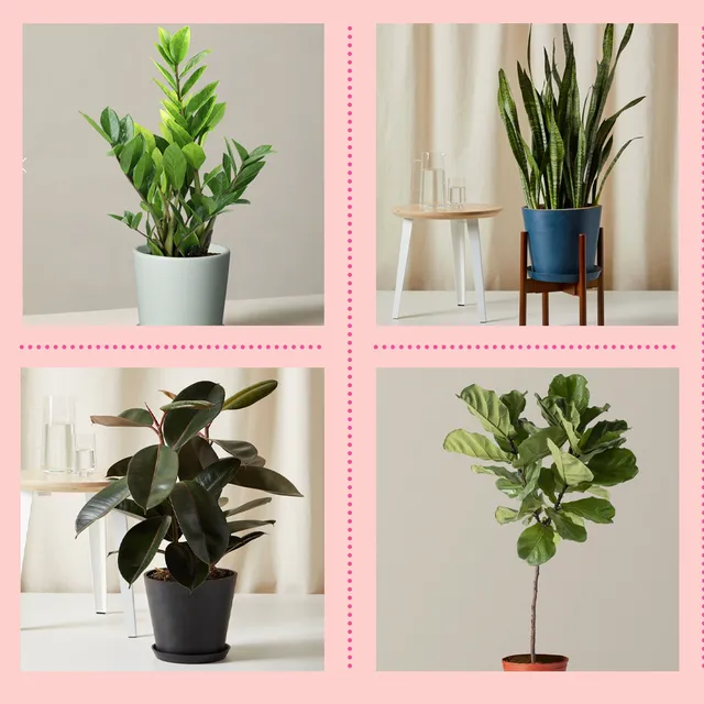 House Plants That Look Like Trees – Small Tree-Like Indoor Plant Options photo 4