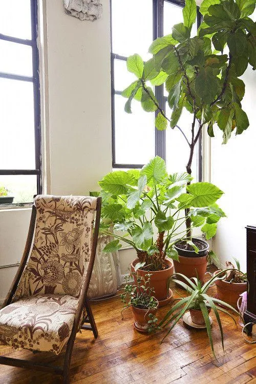 Best Small Pot Plants – Indoor Plants that Thrive in Confined Spaces image 2