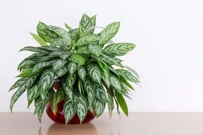 Best Indoor Plants for Your Living Room – Top Houseplant Options that Thrive Indoors photo 3